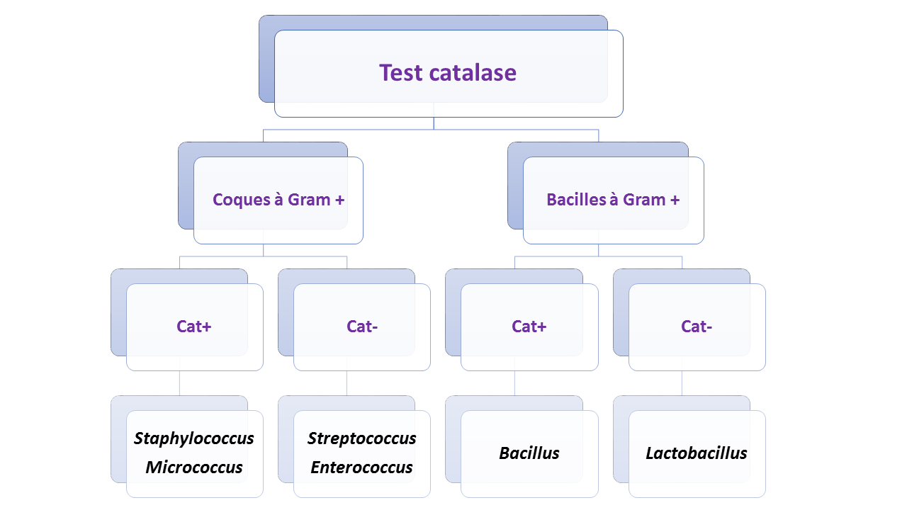 Test catalase