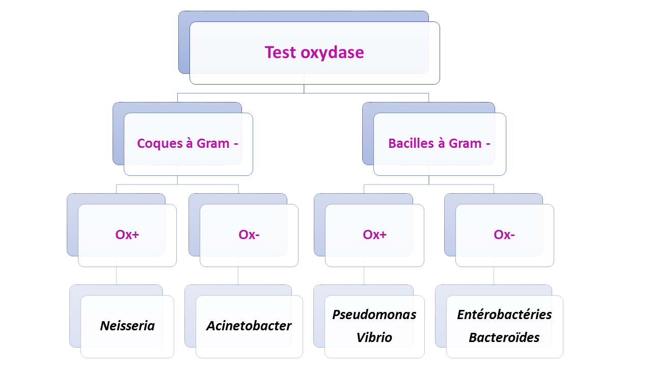 Test oxydase