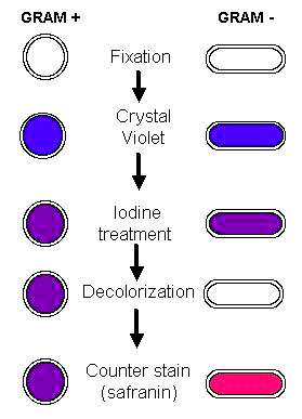 Principe coloration gram