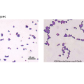 Staphylocoques