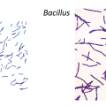 Bacilles à Gram positif (1)