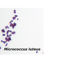 Microcoques