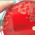 Staphylococcus aureus